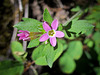 Pink Beauty, Variable Leaf Colomia