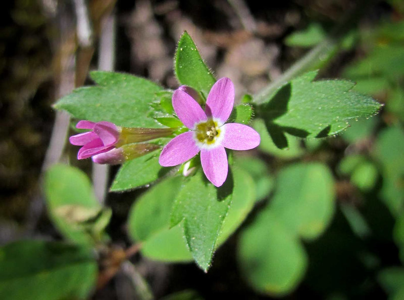 Pink Beauty, Variable Leaf Colomia