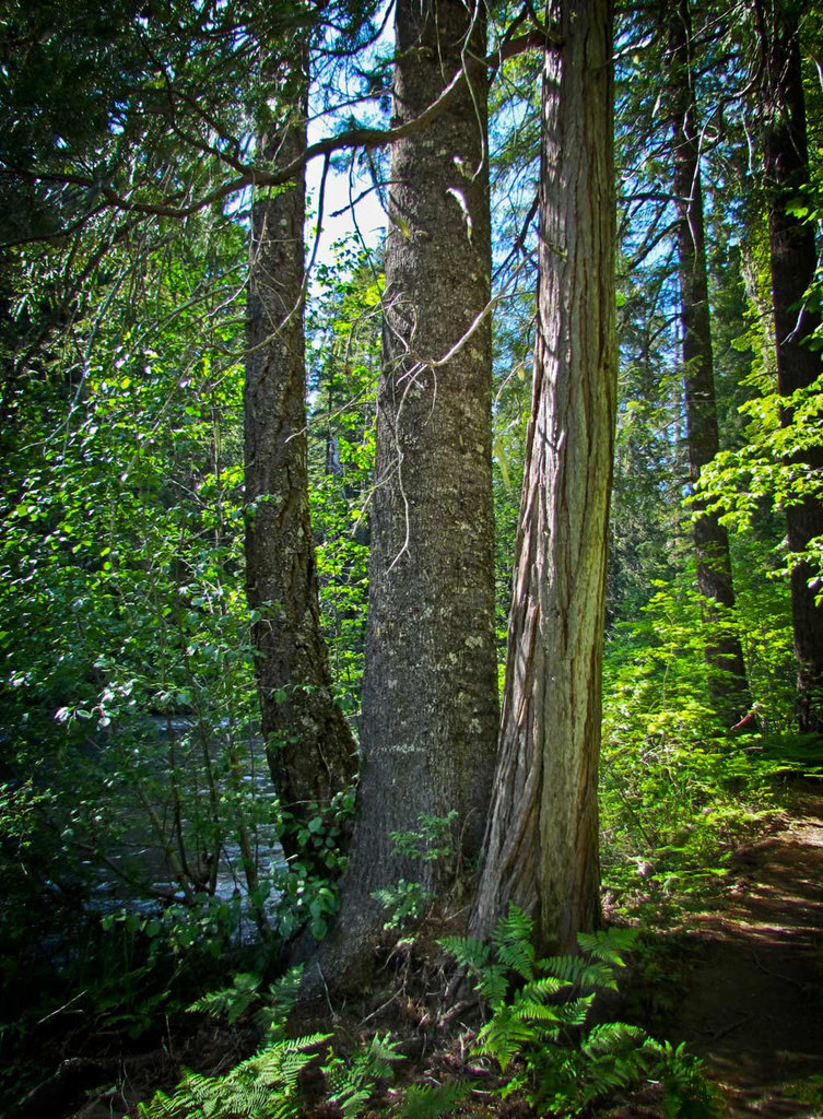 Trio of Trees