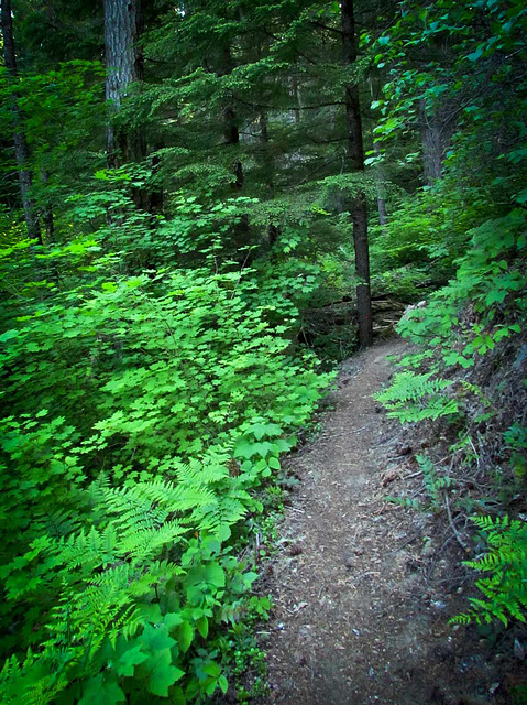 Natural BridgeTrail