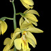 Calanthe sieboldii
