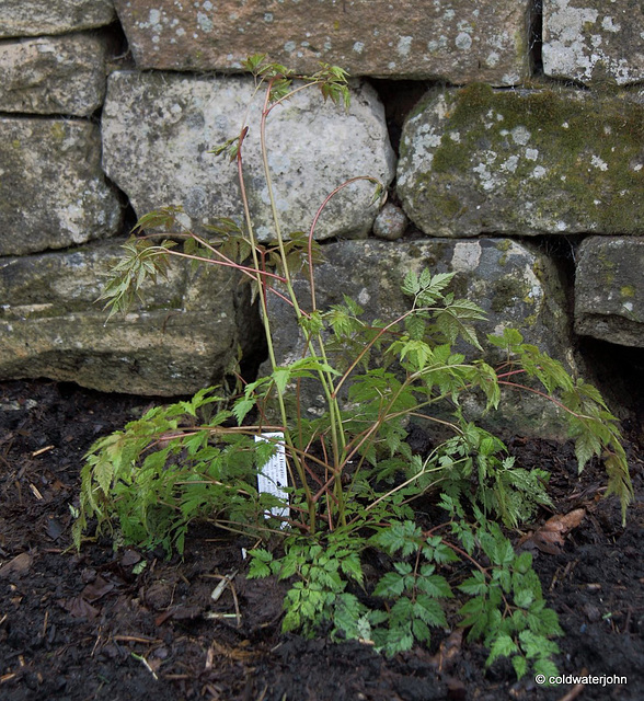 #3 Aruncus Horatio - Bronze-tinted Cream flowers