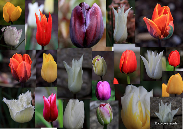Tulip Mania...