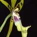 Aliceara Pacific Nova 'Butter Buds'