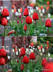 Tulip time...playing with differential planes of focus
