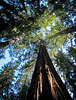 Trees to the Sky