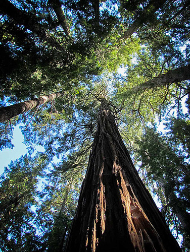 Trees to the Sky