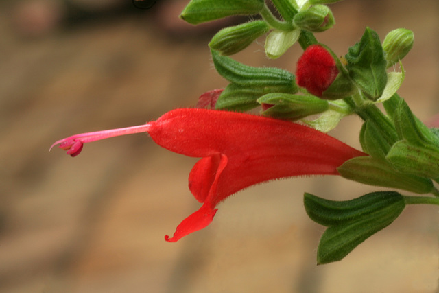 Salvia 'Lady in Red'