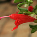 Salvia 'Lady in Red'