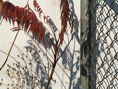 Sumac/Shadow