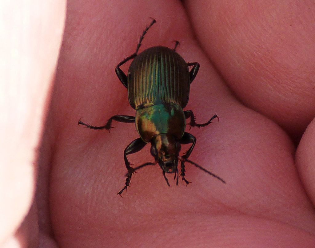 Unknown Ground Beetle