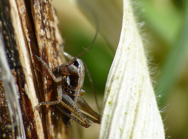 Dark Bush-cricket Nymph