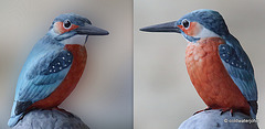 Goebel's Common Kingfisher