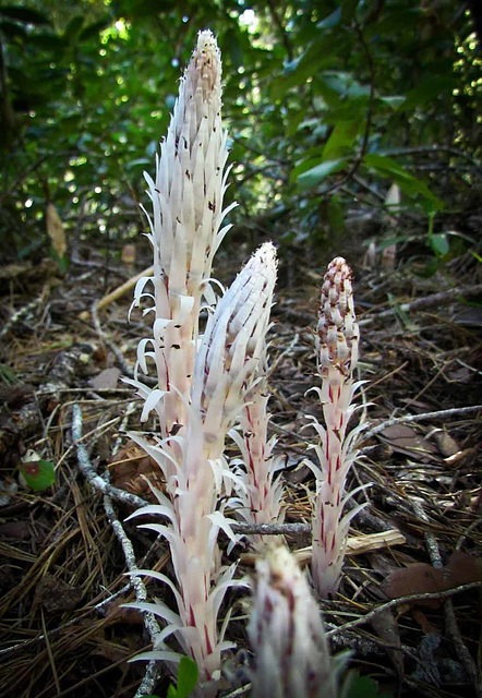 Fungus Flower, the Candystick