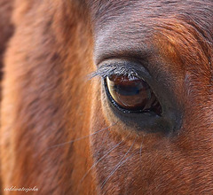 I remember you...the eyes have it.