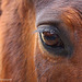 I remember you...the eyes have it.