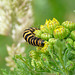 Cinnabar Moth Caterpillar -Food Plant