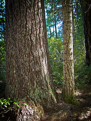 Two Ponderosa Pine Trees