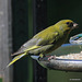 Greenfinch in early morning sunshine