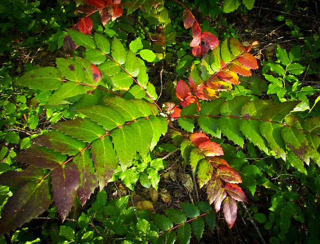 Red and Green Leaves