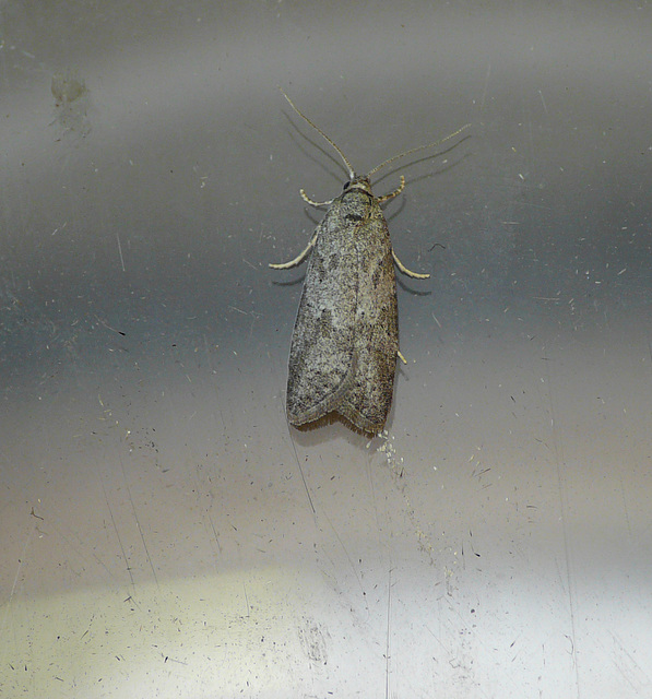 Light Grey Tortrix