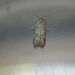 Light Grey Tortrix