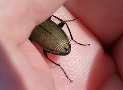 Unknown Ground Beetle Colors
