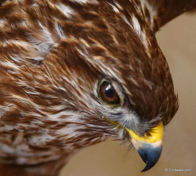 Eagle at Drybrough