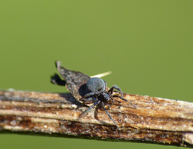 Unknown Tiny Spider