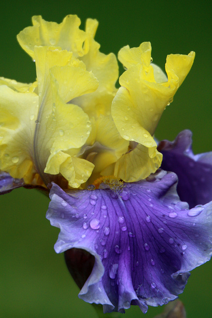 Iris in the Rain