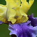 Iris in the Rain