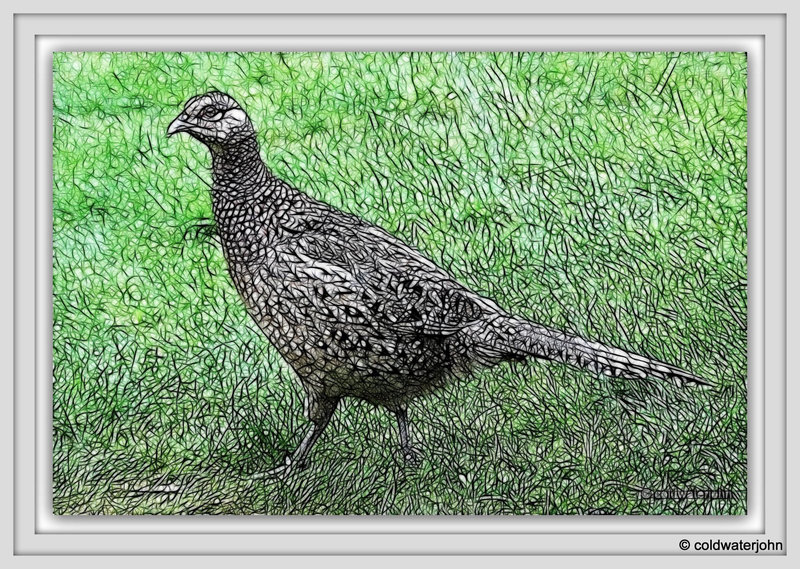 Hen Pheasant - Fractalian