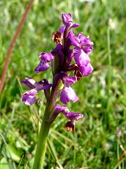 Green-winged Orchid