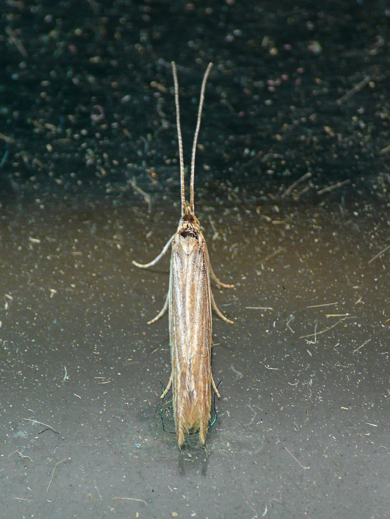 Coleophora betulella