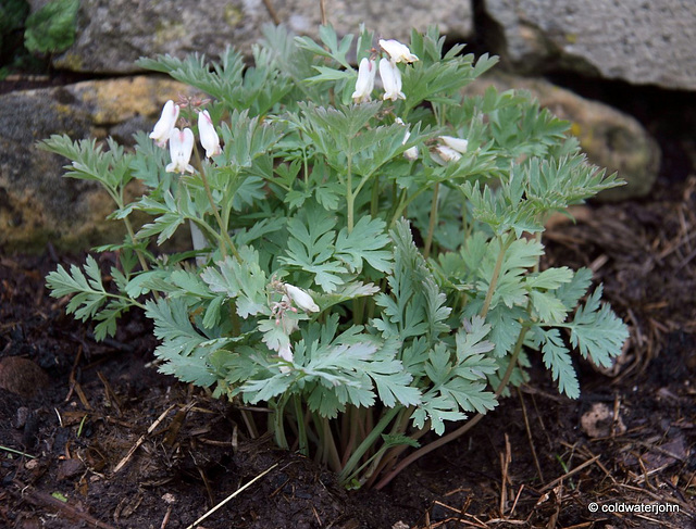 #10 Dicentra formosa - Pearl Drops - pink tinted white