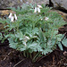 #10 Dicentra formosa - Pearl Drops - pink tinted white