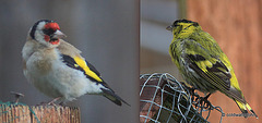 Goldfinch and siskin sunbathing this afternoon