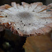Marline Fungi