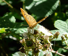 Silver Washed Fritillary 1