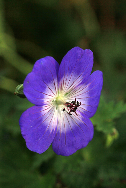 Geranium