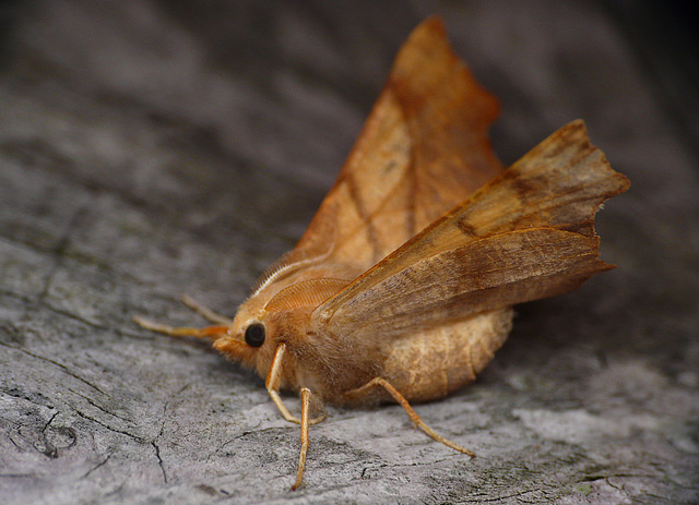 Dusky Thorn