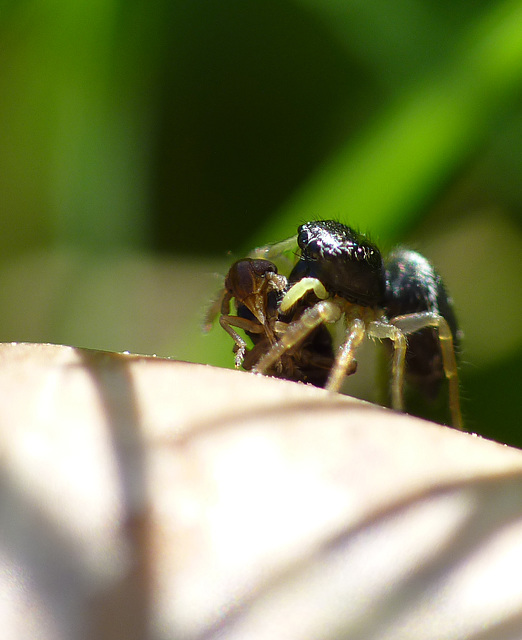 Tiny Jumping Spider Eating my Subject!