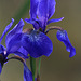 Irises