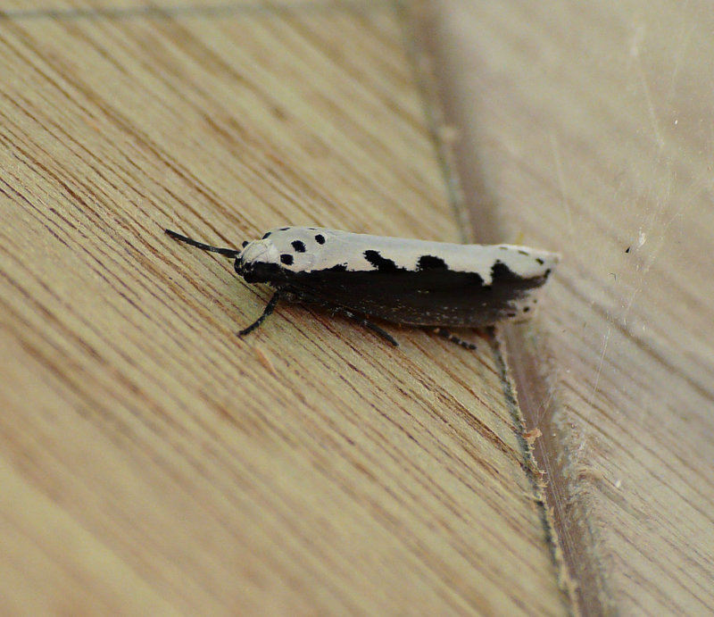 Ethmia bipunctella