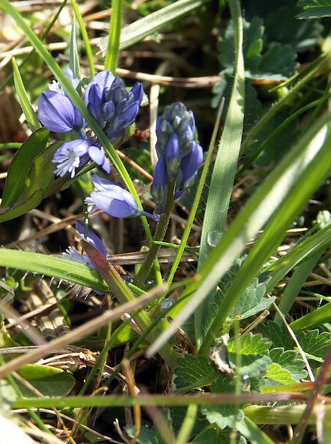 Tiny blue flowers 1