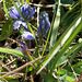 Tiny blue flowers 1