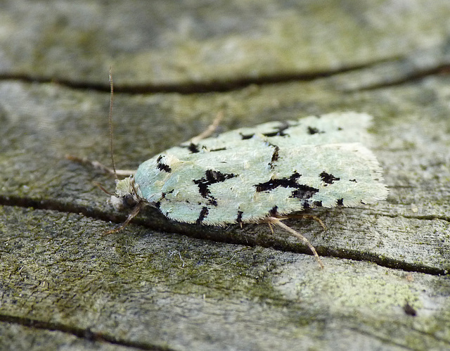 Acleris literana