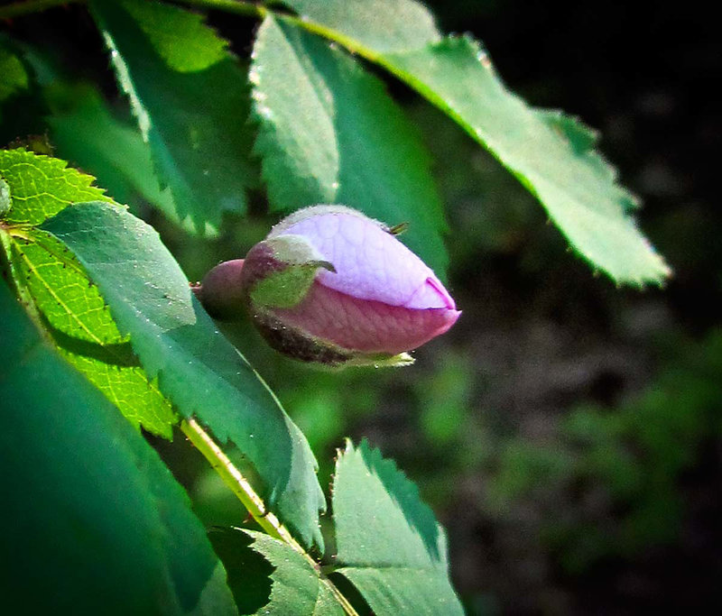 Wild Rose Bud