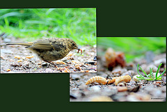 It's the early bird which gets the worm 5979439003 o