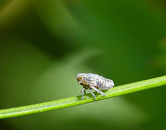 Little Bug Nymph